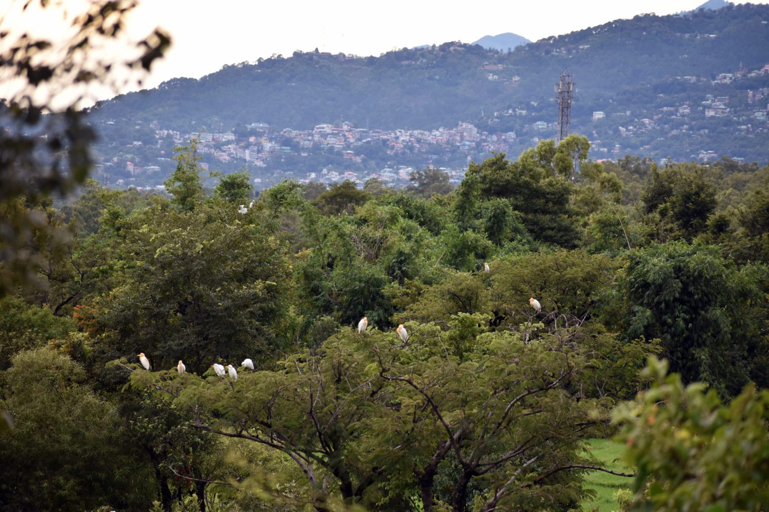 The Chirping Nest | Your Serene Homestay in Dharamshala