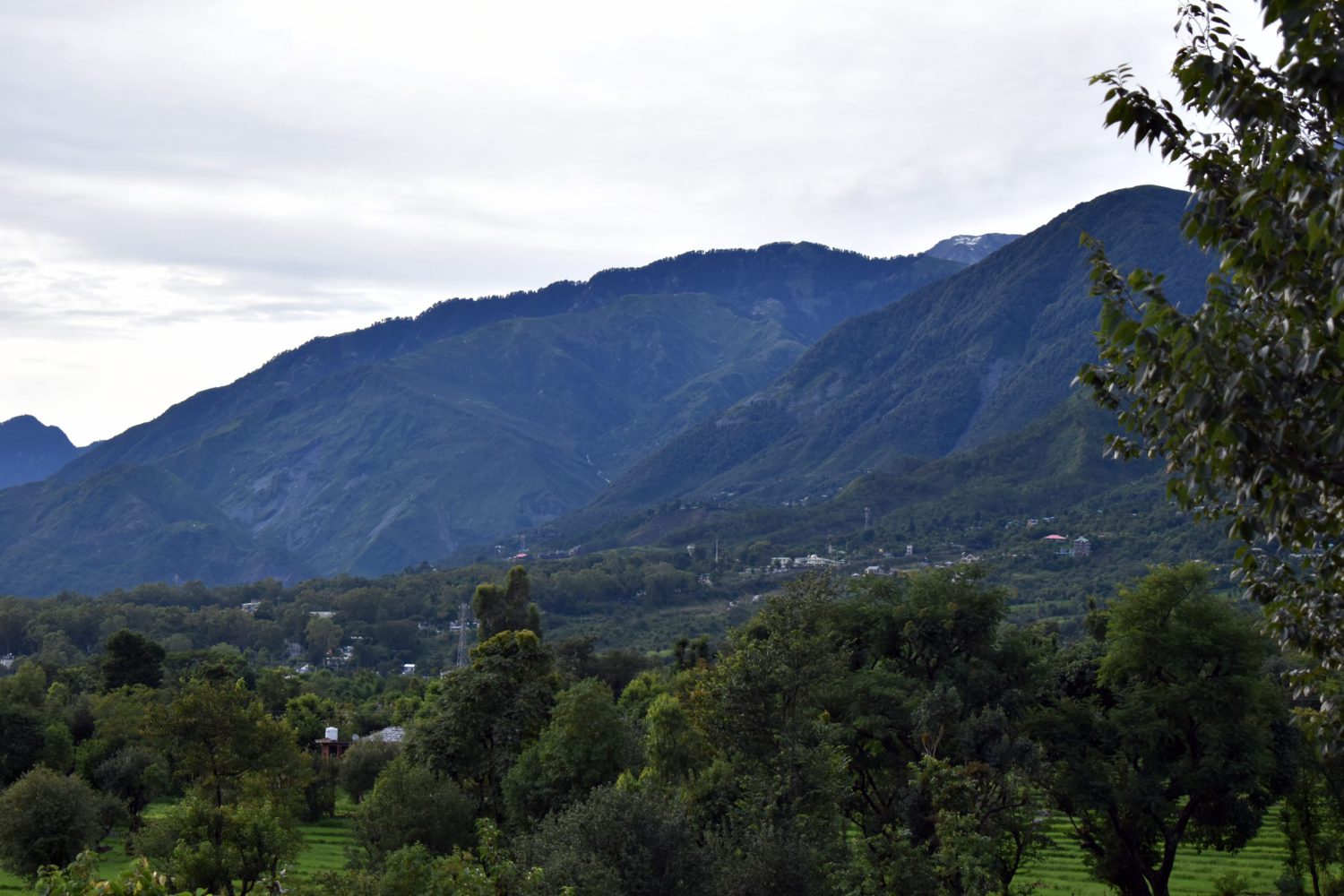 The Chirping Nest - Homestay in Dharamshala